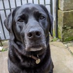 Dog of the Day - 16th September 2020 - Saxon