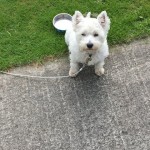 Dog of the day - 17th September 2020