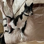 Dog of the Day - 18th September 2020 - Maisie