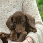 Dog of the Day - 19th September 2020 - Otto