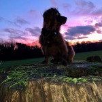 Dog of the Day - 20th September 2020