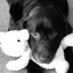 Dog of the Day - 21st September 2020 - Harry