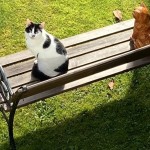Cat Of The Day - 15th September 2020 - Peggy