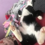 Cat of the Day - 16th September 2020 - Paddy