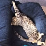Cat of the Day - 17th September 2020 - Percy