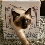 Cat of the Day - 18th September 2020 - Jasmine