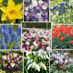 Super Saver Bulb Offer: Double Up for just £1 Extra - Buy 100 bulbs for £19.99