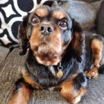 Dog of the Day - 22nd September 2020 - Alfie