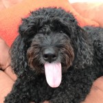 Dog of the Day - 23rd September 2020 - Kate