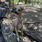 Dog of the Day - 24th September 2020