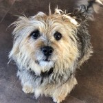 Dog of the Day - 25th September 2020 - Maisie