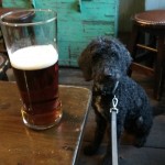 Dog of the Day - 26th September 2020 - Timmy