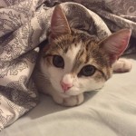 Cat of the Day - 19th September 2020 - Cleo