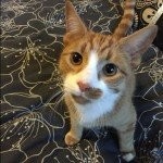Cat Of The Day - 20th September 2020 - Frank