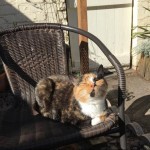 Cat of the Day - 22nd September 2020 - Maisie