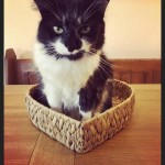 Cat of the Day - 23rd September 2020 - Lola
