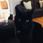 Cat of the Day - 25th September 2020 - Homer and Jessie